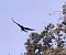 Cornella emmantellada (Corvus cornix) anònim