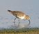 Territ de Temminck (Calidris temminckii) © Daniel González