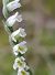 Spiranthes spiralis © Daniel González