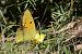 Souci (Colias crocea) © Lluís Vilamajó