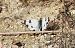 Pòntia comuna (Pontia daplidice) © Eulàlia Maspons