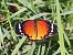 Mariposa tigre (Danaus chrysippus) © Ferran Turmo Gort