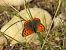 Coure comú (Lycaena phlaeas) © Xavier Elizondo