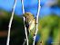 Mosquiter comú (Phylloscopus collybita) © Autor ocult
