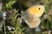 Small Heath (Coenonympha pamphilus) © Joan Estrada Bonell