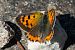 Small Copper (Lycaena phlaeas) © Joan Estrada Bonell