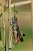 Woodland Grasshopper (Omocestus rufipes) © Joan Estrada Bonell
