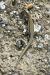Catalonian Wall Lizard (Podarcis liolepis) © Joan Estrada Bonell