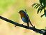 Rougegorge familier (Erithacus rubecula) © Josep M. Palau Garrabou