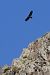 Àguila daurada (Aquila chrysaetos) © Thomas Kuppel