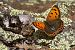 Coure comú (Lycaena phlaeas) © Thomas Kuppel