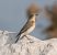 Còlit gris (Oenanthe oenanthe) © Lluís Casilari