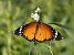 Papallona tigre (Danaus chrysippus) © Autor ocult