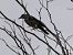 Mistle Thrush (Turdus viscivorus) © Josep Maria Solé Molins