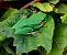 Mediterranean Tree Frog (Hyla meridionalis) © Josep Maria Solé Molins