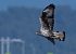 Àguila cuabarrada (Aquila fasciata) © Victor Cañadas