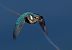 Blauet (Alcedo atthis) © Victor Cañadas