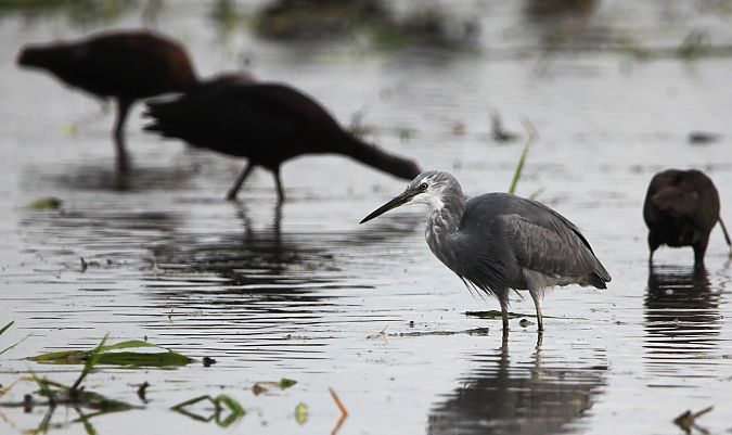 Híbrid de martinet blanc i dels esculls  - Quim Minoves