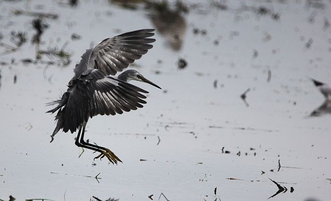Híbrid de martinet blanc i dels esculls  - Quim Minoves