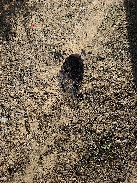 Gall dindi  - Miguel Gómez Capel