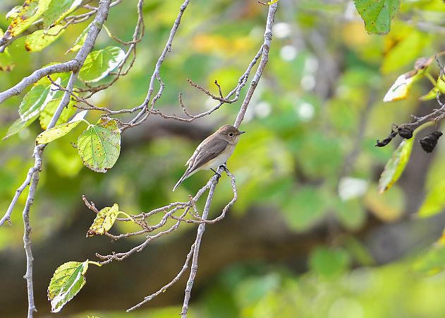 Papamosques menut  - Sergi Fernández Soto