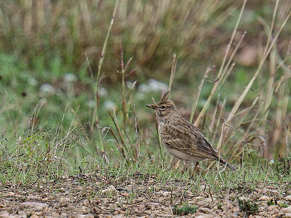 Cogullada vulgar  - Eugeni Hijós Vallvé