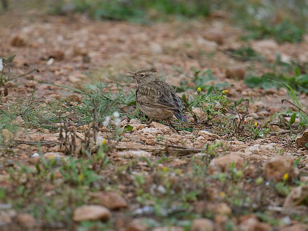 Cogullada vulgar  - Eugeni Hijós Vallvé