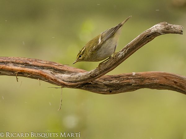 Mosquiter de doble ratlla  - Ricard Busquets
