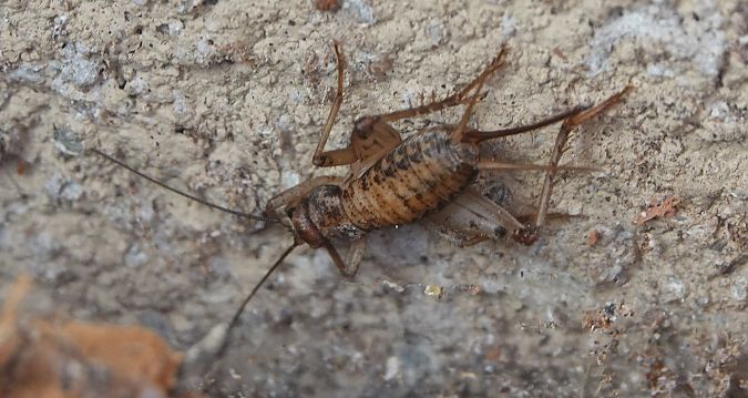 Grill de cova  - Oriol Soler Ferrer