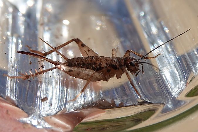 Grill de cova dels Pirineus  - Oriol Soler Ferrer