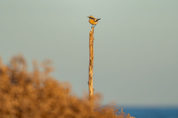 Còlit del desert  - Carranza Luciano Siviter
