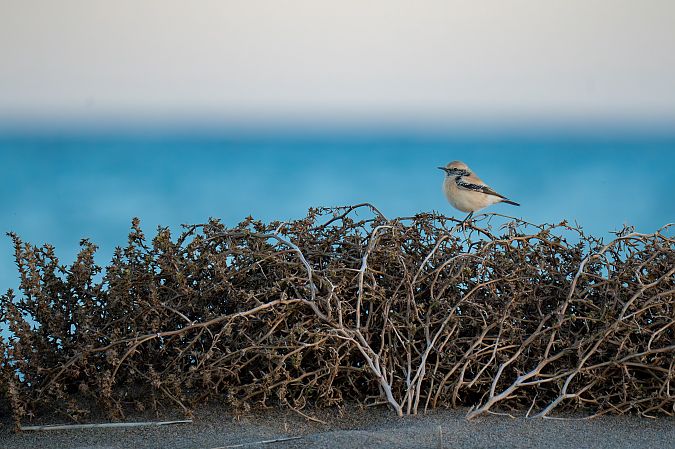 Còlit del desert  - Carranza Luciano Siviter