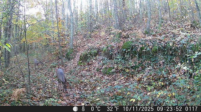 Cabirol  - Pau Lopez Maestre