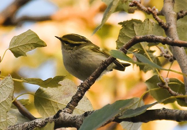 Mosquiter reietó  - Pau Esteban