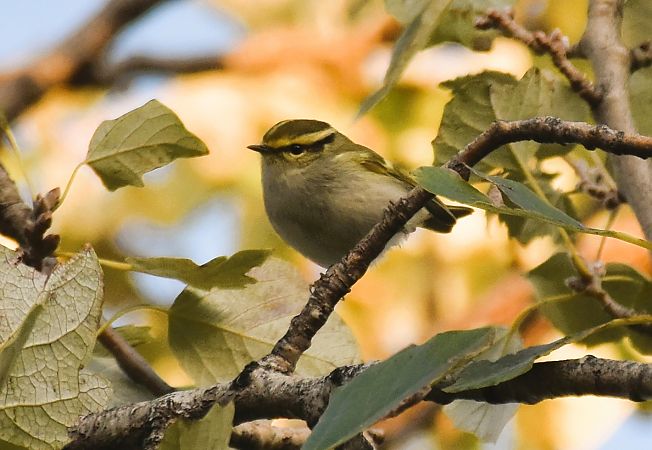 Mosquiter reietó  - Pau Esteban