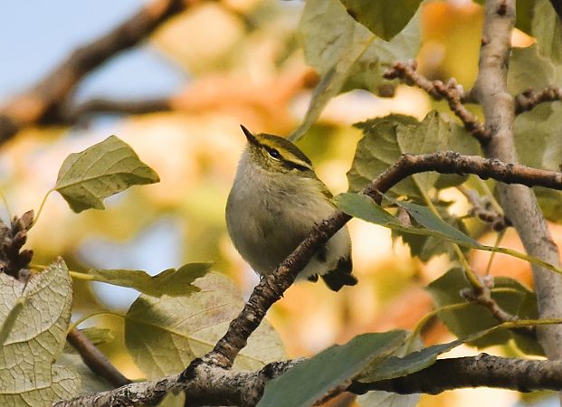 Mosquiter reietó  - Pau Esteban