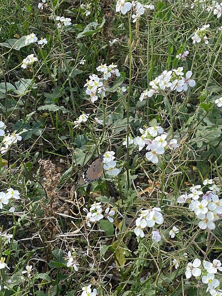 Papallona tigre  - Carles Martorell Gendra