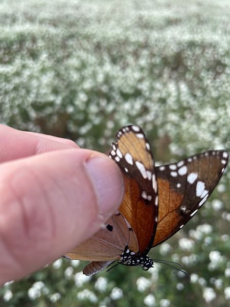 Papallona tigre  - Carles Martorell Gendra