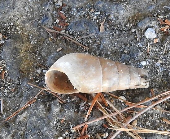 Rumina decollata  - Carlos Alvarez-Cros