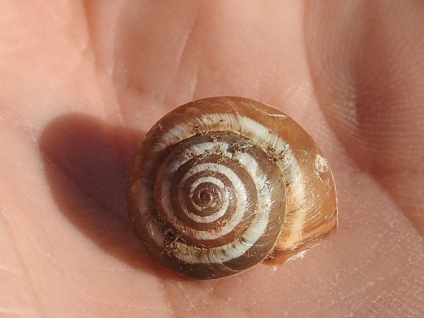 Cernuella virgata  - Carlos Alvarez-Cros