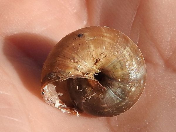 Cernuella virgata  - Carlos Alvarez-Cros