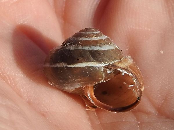 Cernuella virgata  - Carlos Alvarez-Cros