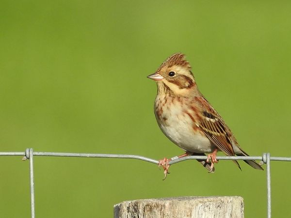 Repicatalons rústic  - Carlos Alvarez-Cros