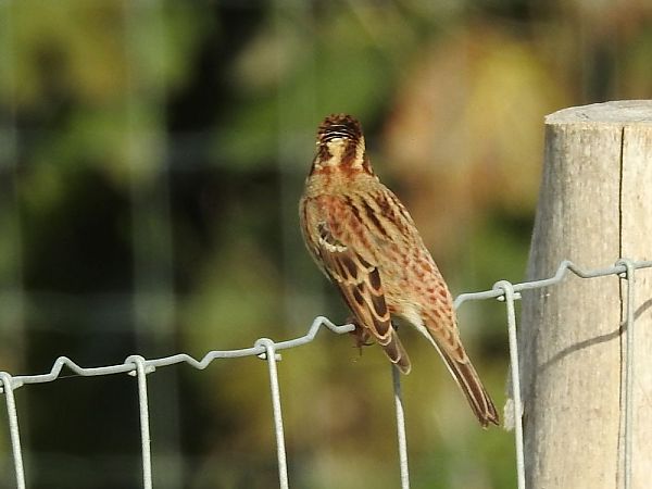 Repicatalons rústic  - Carlos Alvarez-Cros