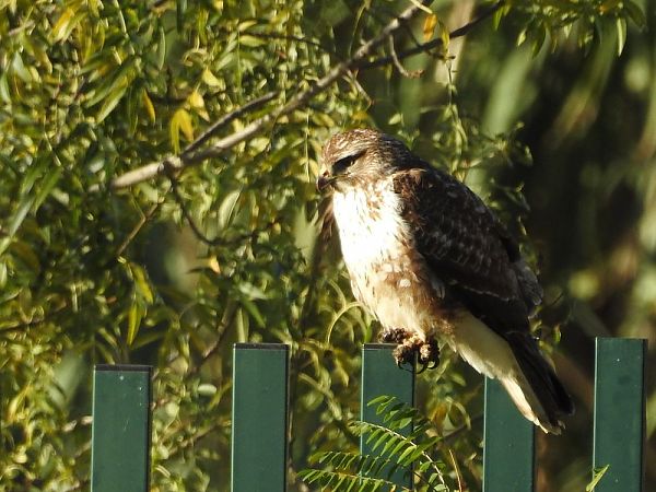 Buteo no identificat  - Carlos Alvarez-Cros