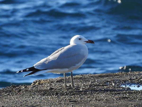 Gavina corsa  - Carlos Alvarez-Cros