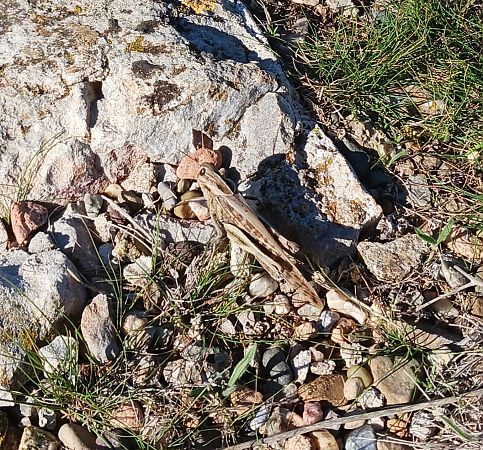 Llagosta migradora (migratoria)  - Àlex Domec