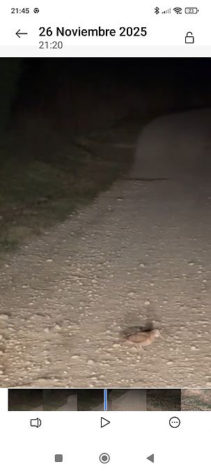 Becada  - Ramon Aguilar