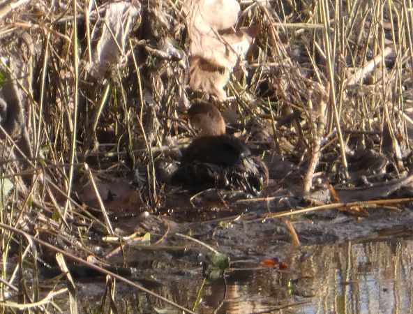 Cabusset  - Marc Olivé