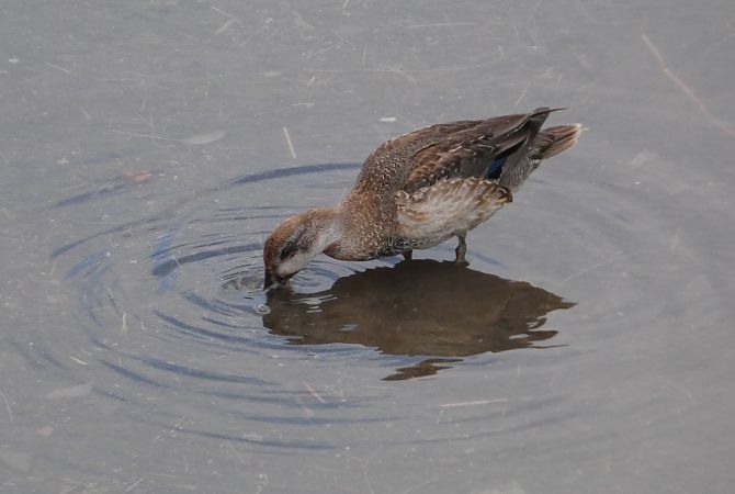 Xarxet comú  - Marc Olivé